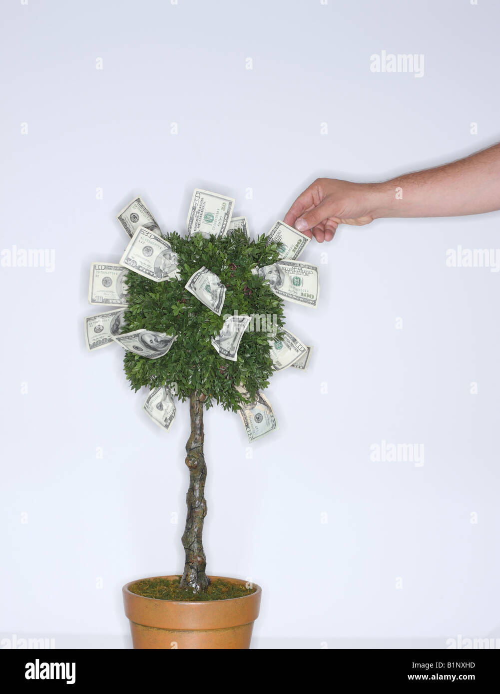Hand, Geld von einem Dollar Baum pflücken Stockfoto