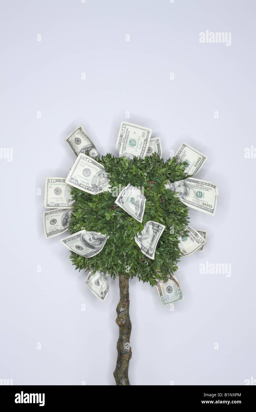 Finanzielle Konzept Geld wächst auf einem Baum Stockfoto