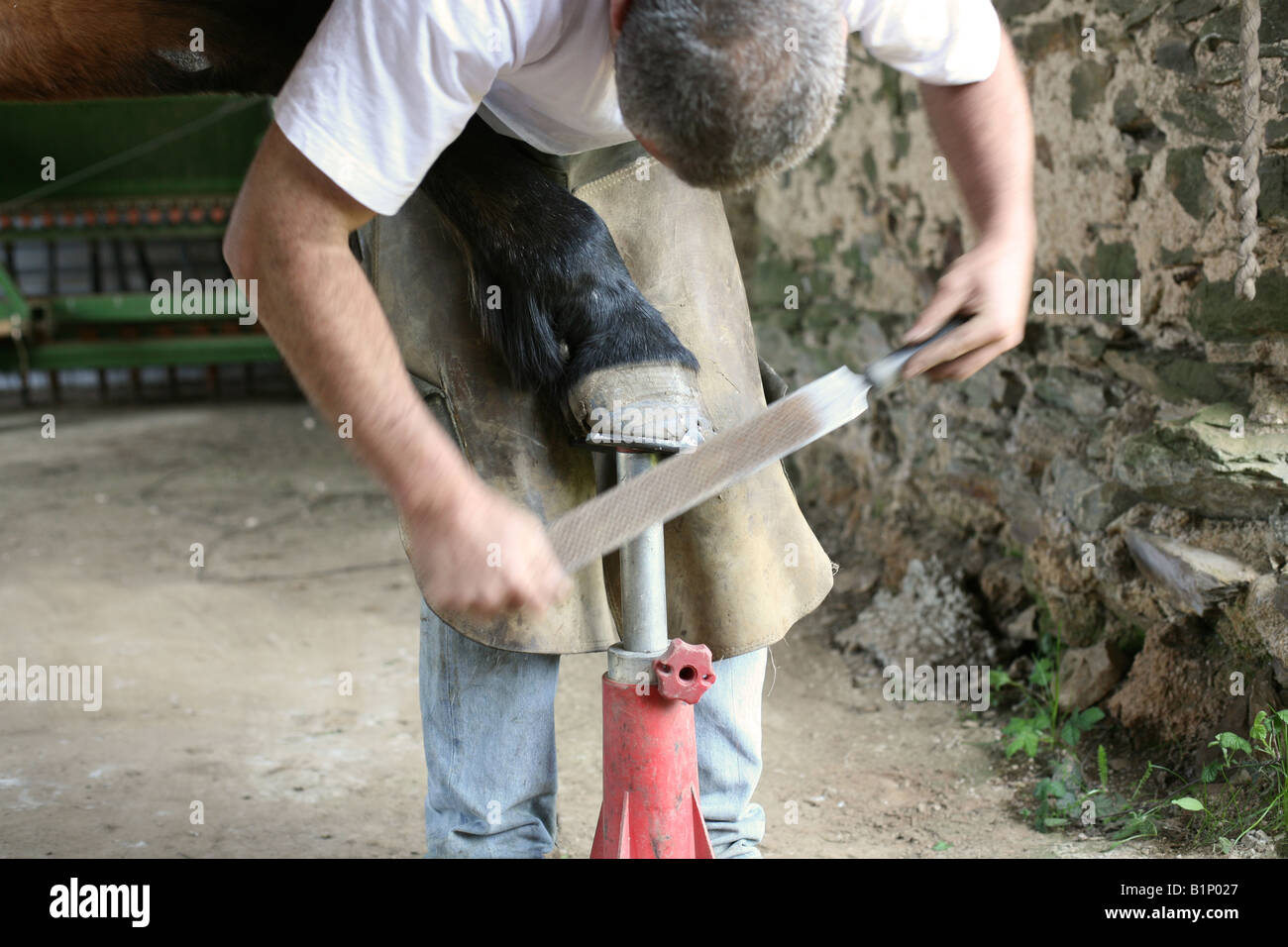 Mann arbeitet auf Pferd HUF Stockfoto