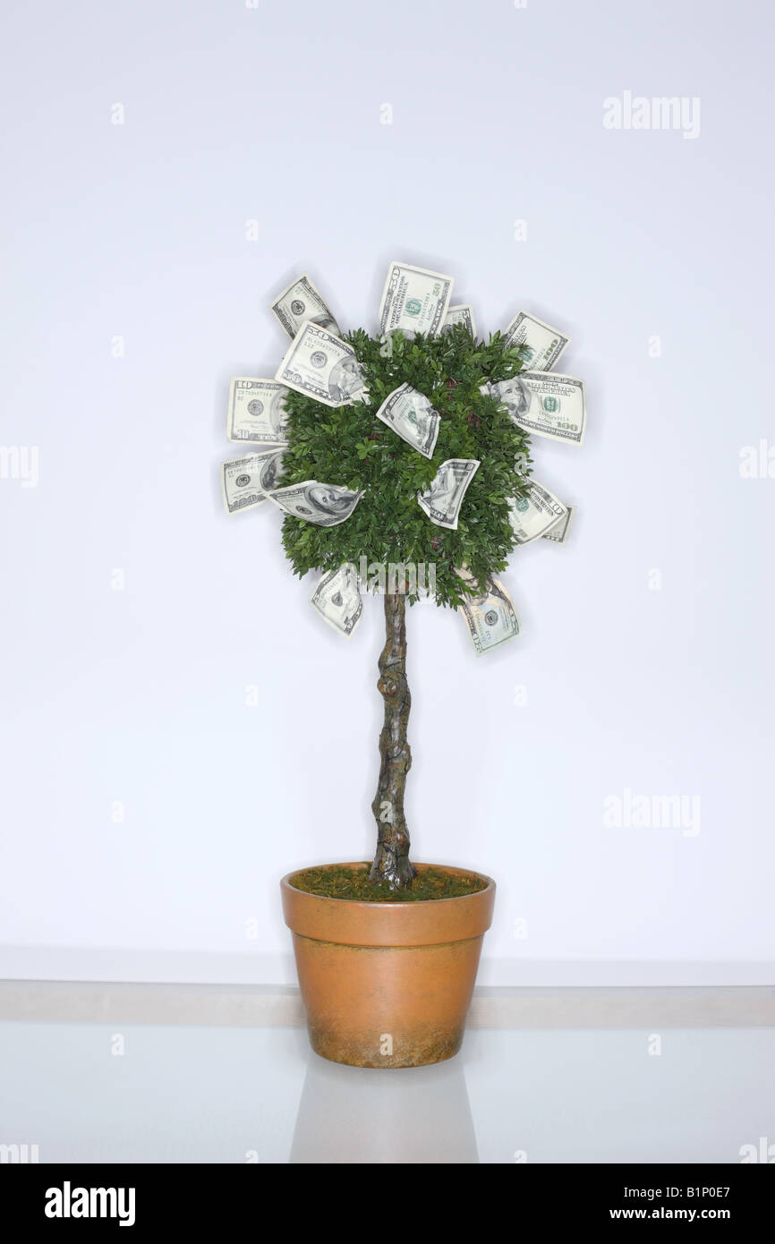 Dollarscheine wächst auf einem Baum Stockfoto