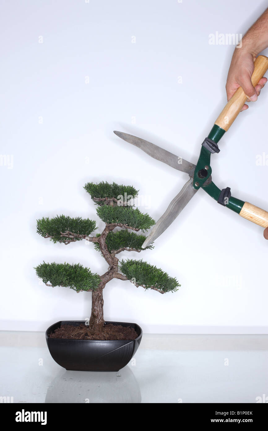 Bonsai-Baum mit Heckenschere Stockfoto