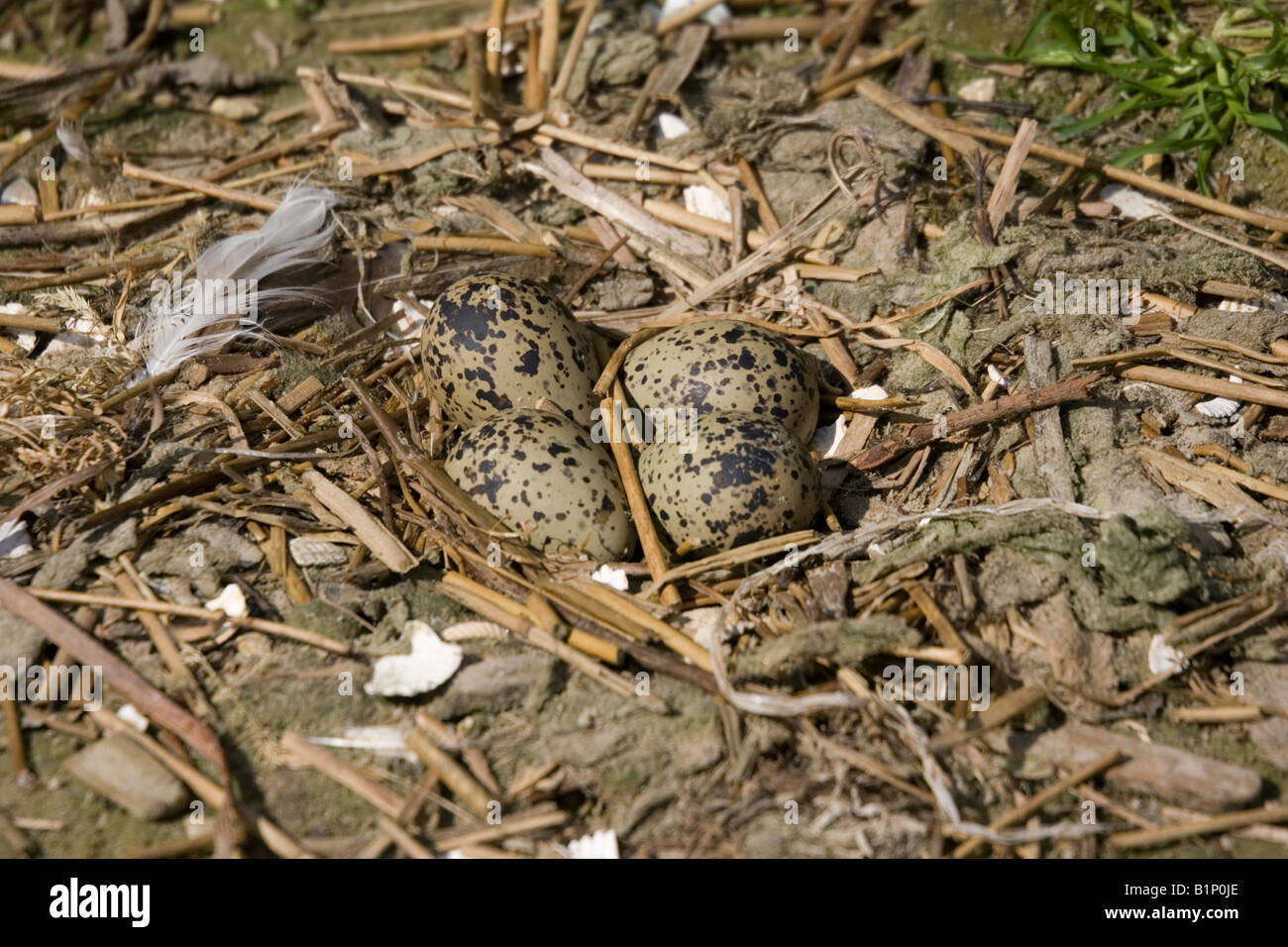 Eiern im Nest der Säbelschnäbler Recurvirostra Avosetta Pensthorpe Conservation Centre Fakenham Norfolk UK Stockfoto