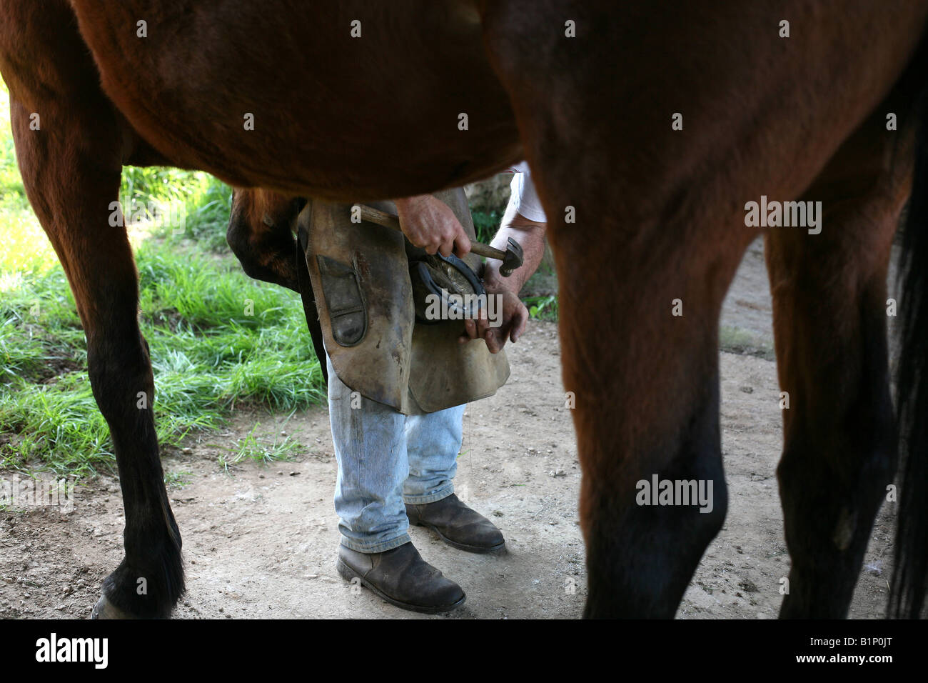 Mann arbeitet auf Pferd HUF Stockfoto