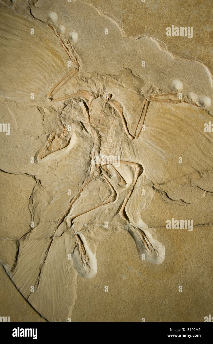 Ein Fossil von Archaeopteryx, einer Gattung vogelartiger Dinosaurier, ausgestellt im Naturkundemuseum Museum fur Naturkunde in Berlin Stockfoto