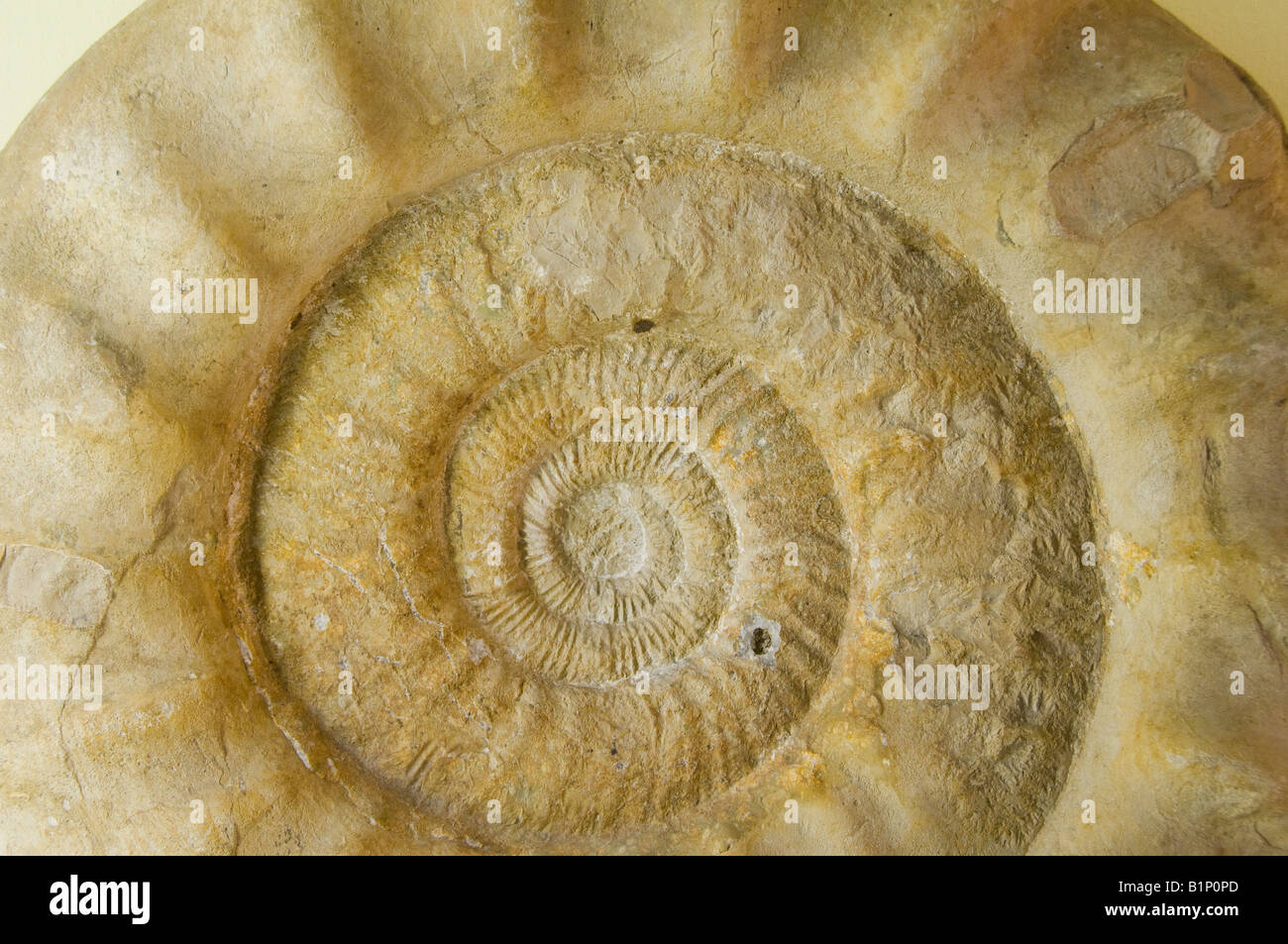Coleoidea fossilen angezeigt am Museum für Naturkunde Museum für Naturkunde in Berlin, Deutschland Stockfoto