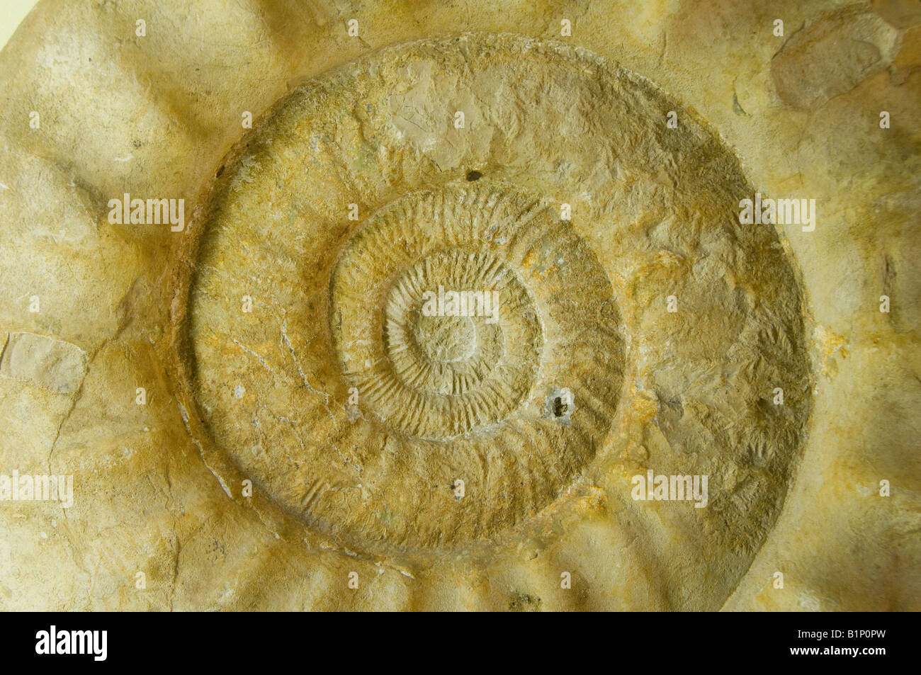 Coleoidea fossilen angezeigt am Museum für Naturkunde Museum für Naturkunde in Berlin, Deutschland Stockfoto