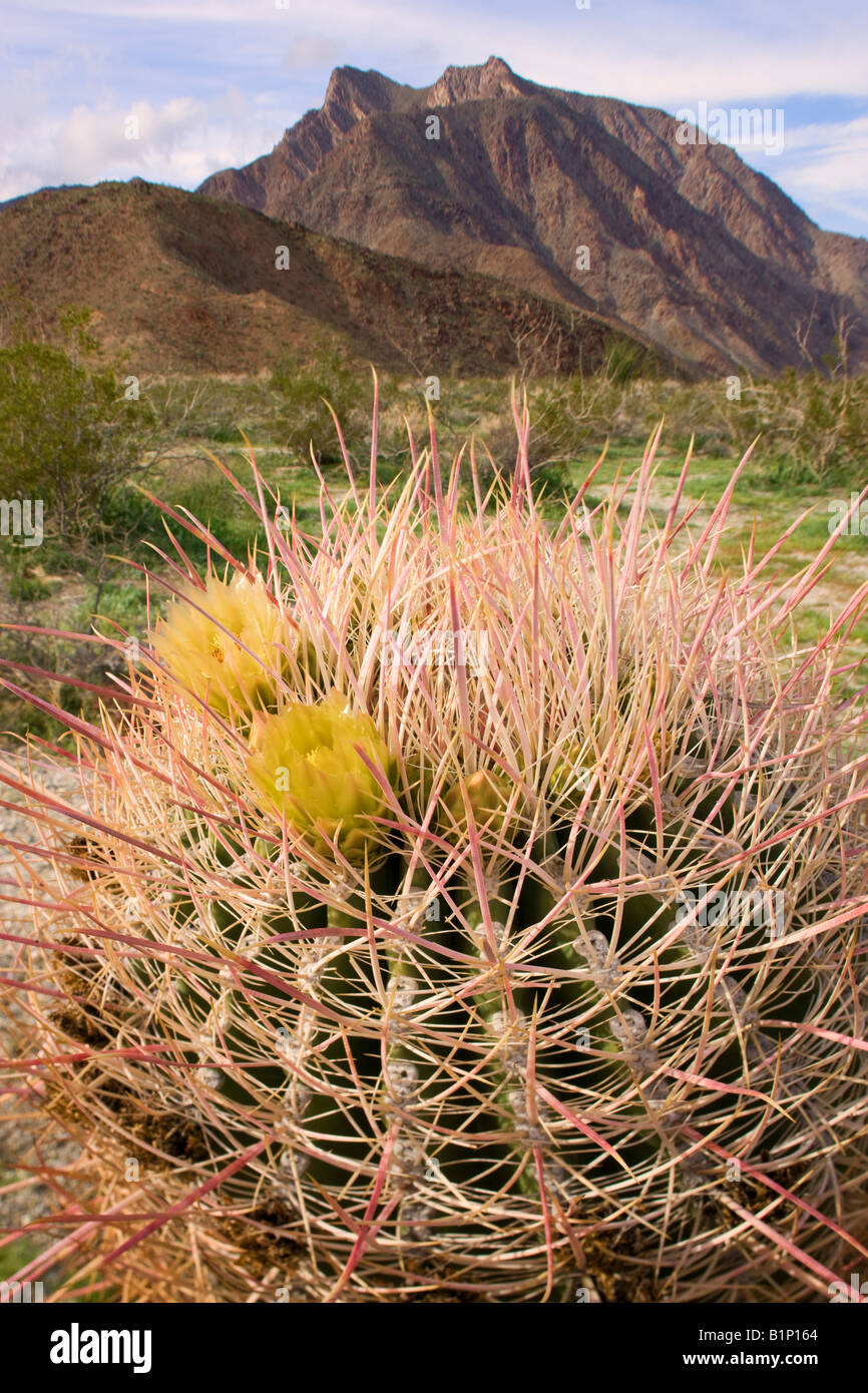 Südwestlichen Barrel Cactus Anza Borrego Desert State Park California Stockfoto