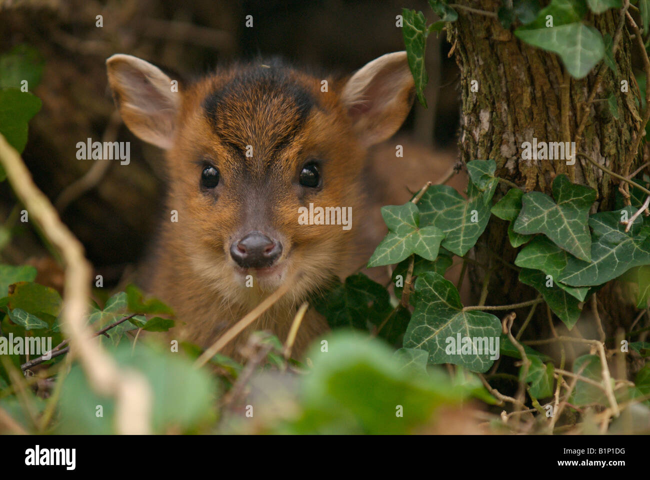 Baby-Muntjak versteckt im Garten Holz-Haufen Stockfoto