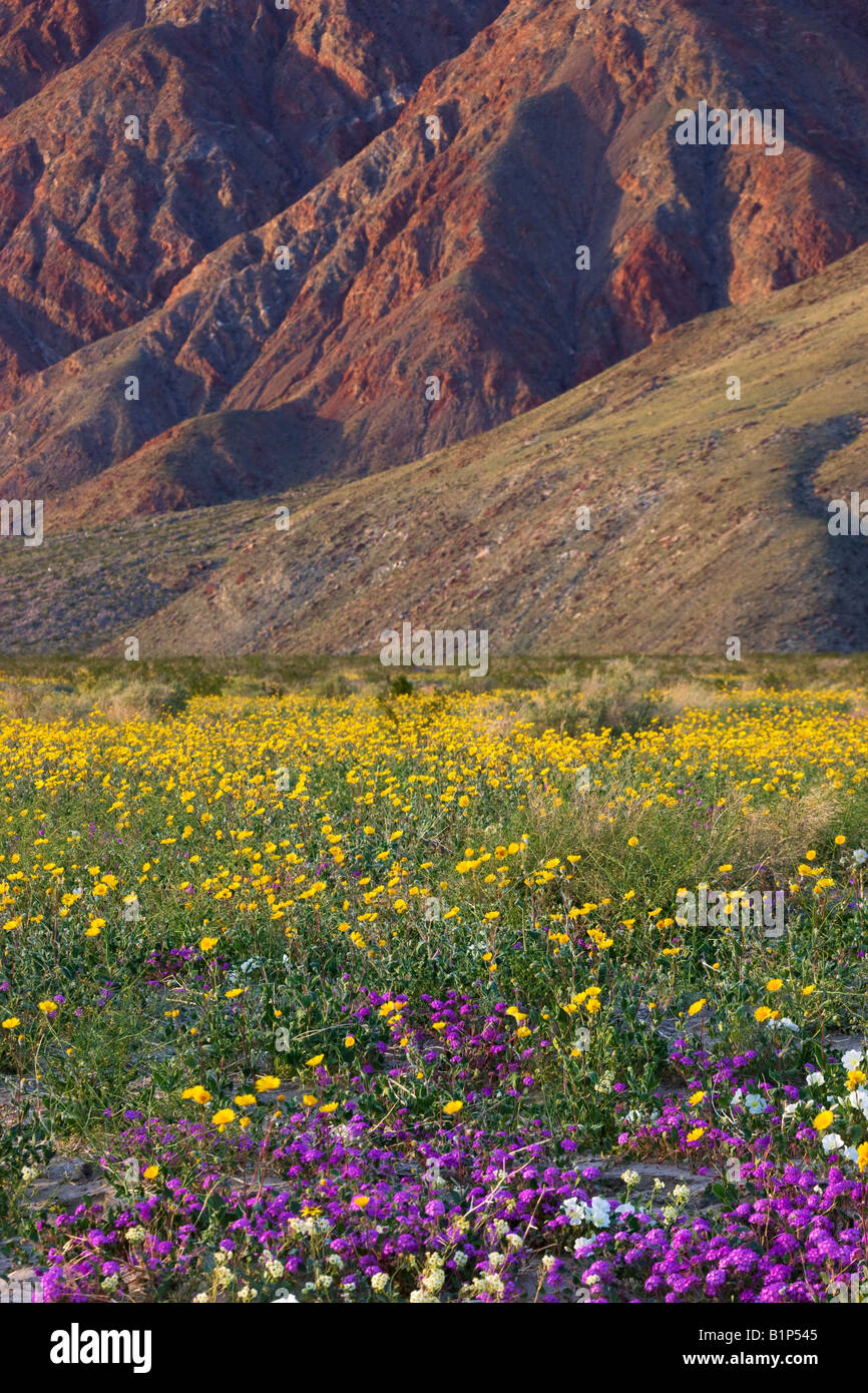 Wüste Gold Geraea Canescens Wildblumen Anza Borrego Desert State Park California Stockfoto