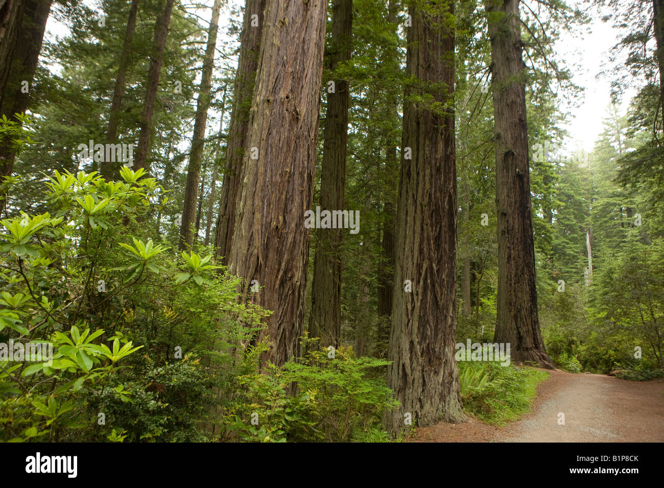 Redwood-Bäume auf einem Wanderweg in Lady Bird Johnson Grove, Redwood National Park, Kalifornien, USA. Stockfoto
