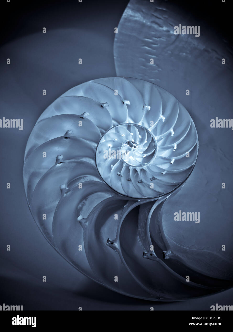 Meeresschnecke in der Mitte zeigt die Kammern Nautilus Pompilus Gattung Nautilus halbiert Stockfoto
