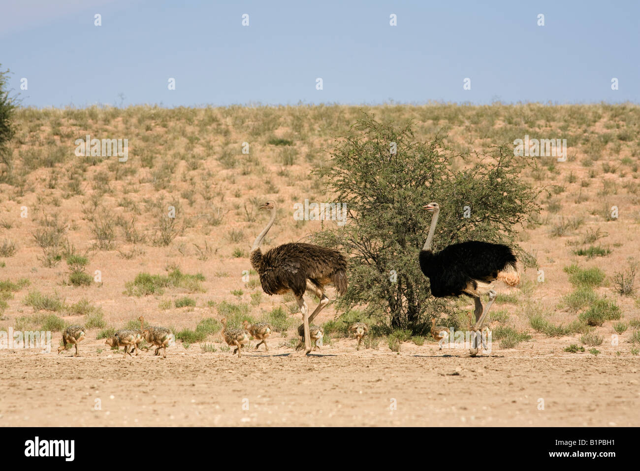 Strauß Struthio Camelus weibliche und männliche mit Küken Kgalagadi Transfrontier Park in Südafrika Stockfoto