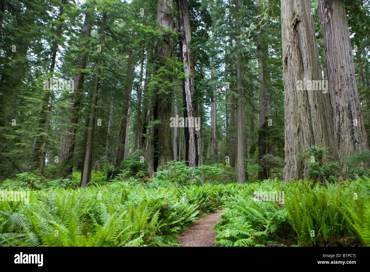 Farne wachsen auf dem Waldboden unter den Redwood-Bäume, Lady Bird Johnson Grove, Redwood National Park, Kalifornien, USA. Stockfoto