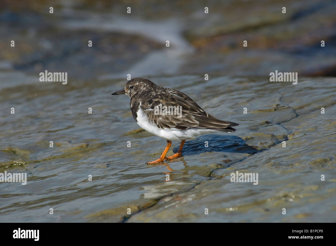 Ruddy Steinwälzer (Arenaria Interpres) im Winterkleid auf Warbeth Beach, Orkney, Schottland Stockfoto