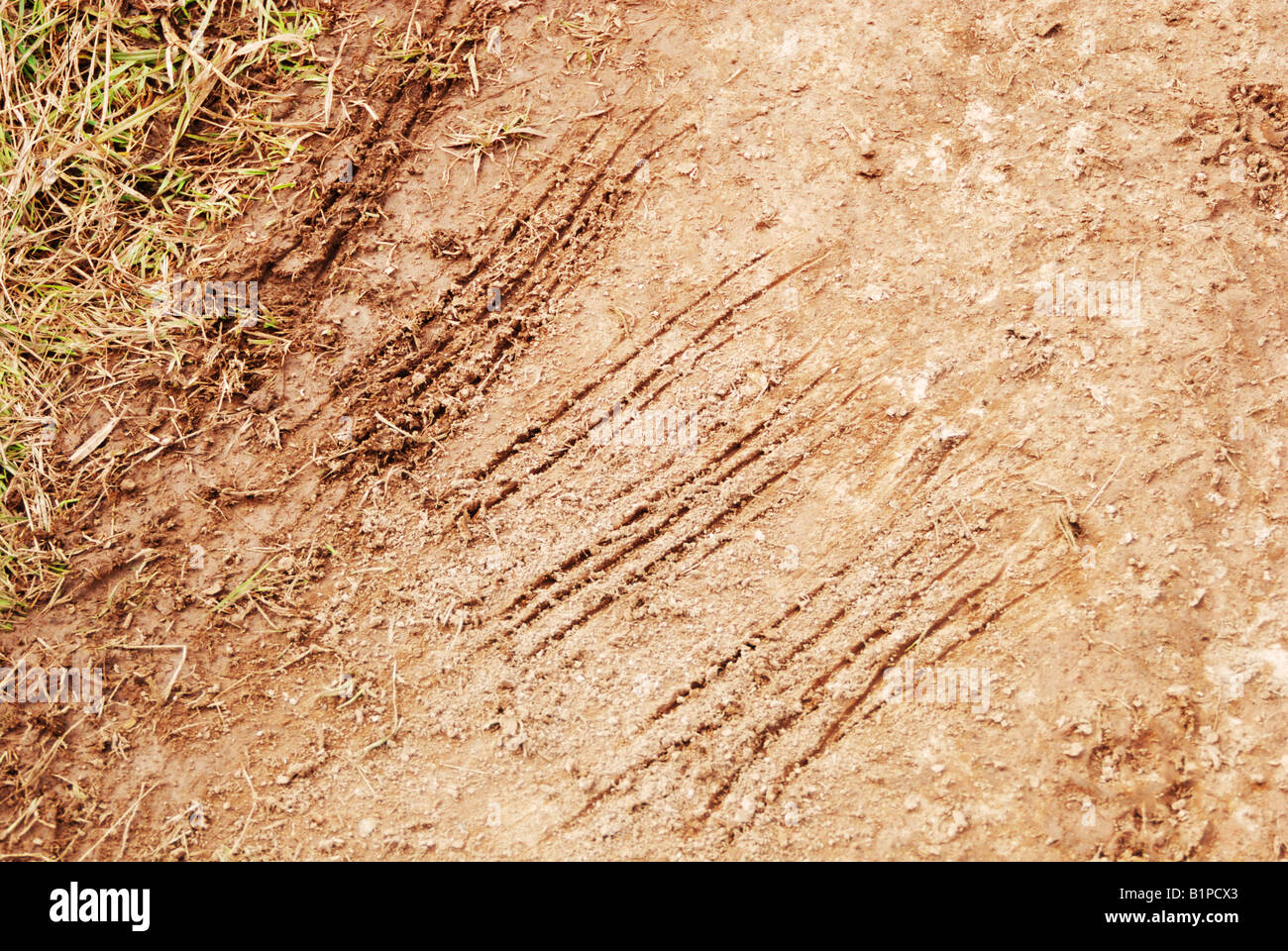 Klaue Kratzer im Schmutz Stockfoto