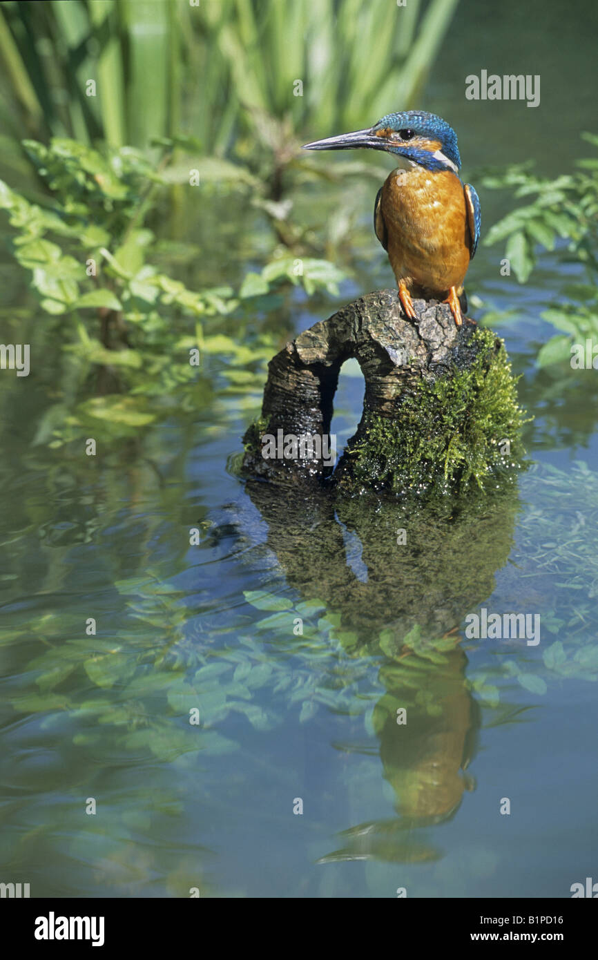 Männliche Alcedo Atthis Frankreich Europäische Eisvogel auf einem Baumstamm im Fluss. REFLEXION Stockfoto