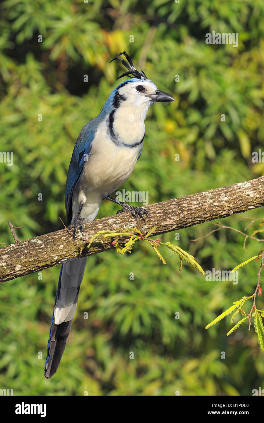 WEIßE-THROATED MAGPIE JAY Callocita Formosa Krähenvögel N W COSTA RICA Stockfoto