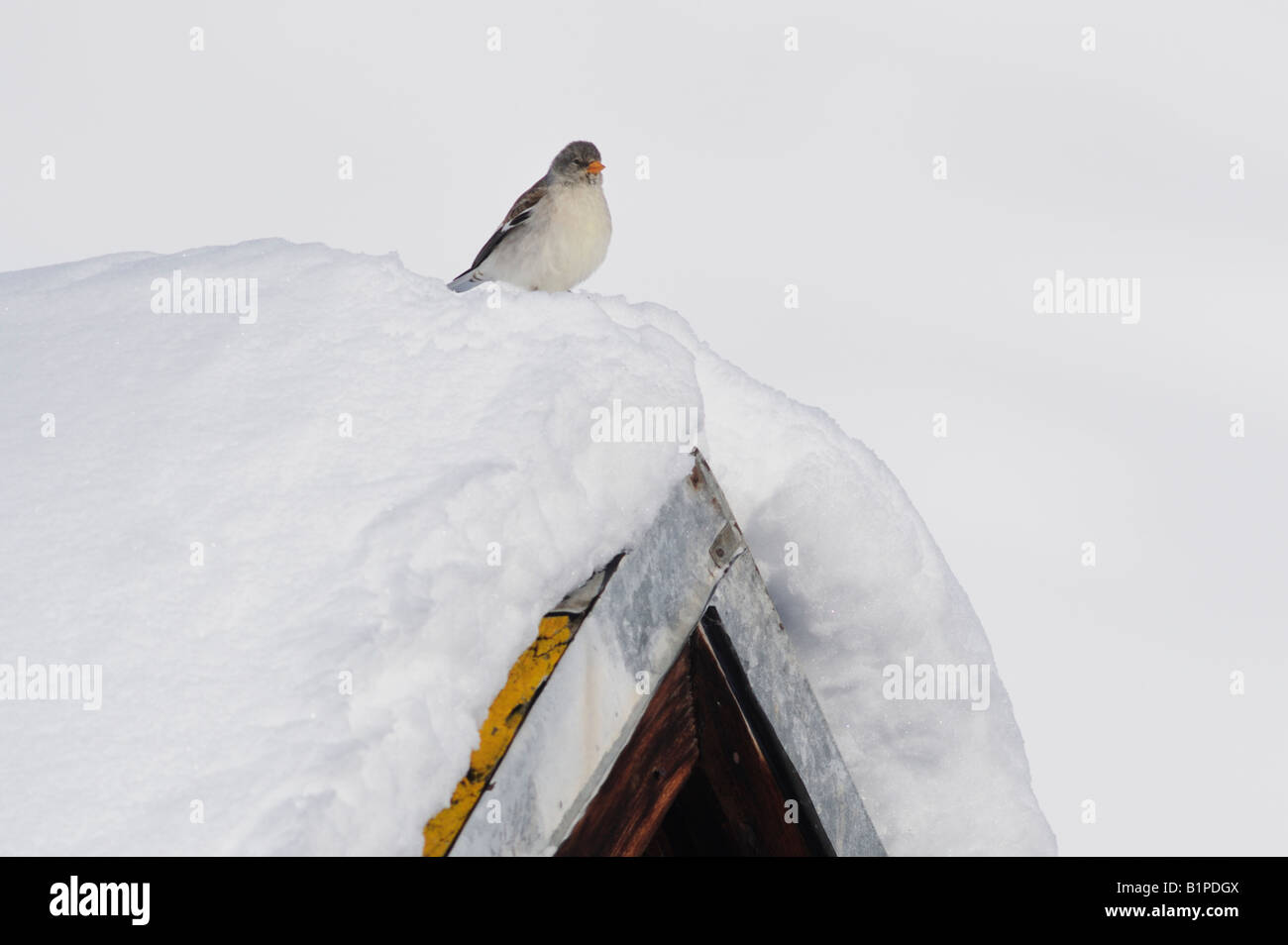 Weiß-winged Snowfinch Montifringilla Nivali Erwachsenen auf dem Dach mit Schnee Andermatt Schweiz Dezember 2007 Stockfoto