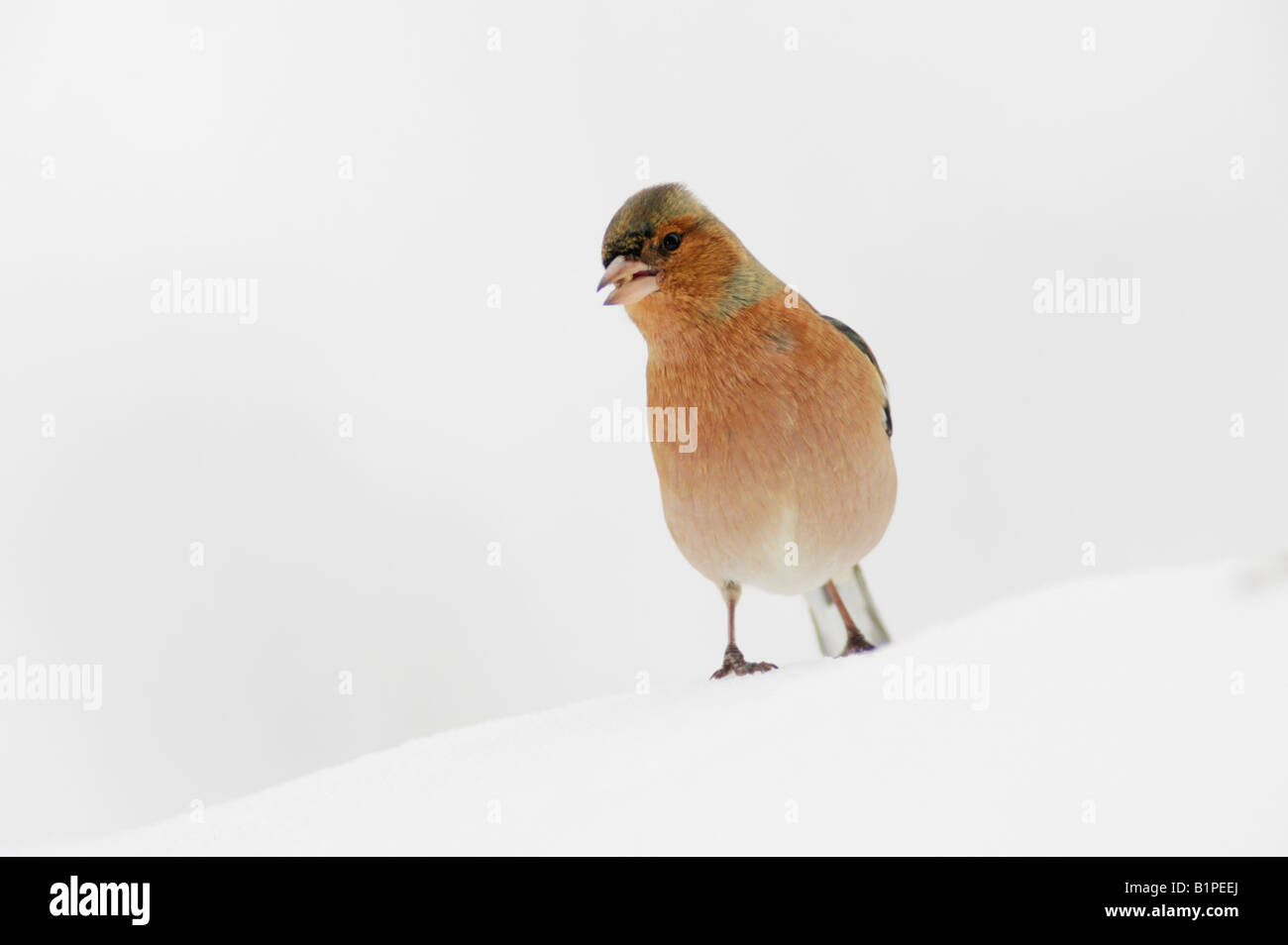 Gemeinsamen Buchfink Fringilla Coelebs Erwachsenen thront auf dem Schnee Zug Schweiz Dezember 2007 Stockfoto