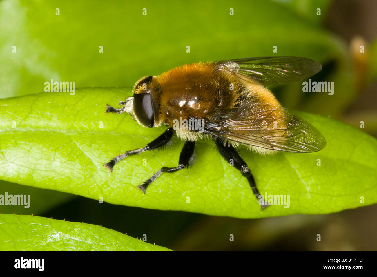 Bumblebee mimischen Hoverfly (Meredon Equestris) Stockfoto