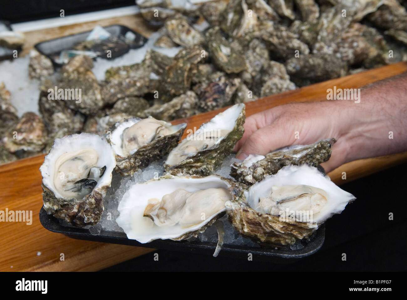 Ein halbes Dutzend Whitstable Austern, eine traditionelle Platte mit englischen Muschelfischen beim jährlichen Festival Kent England 2007 2000s UK. HOMER SYKES Stockfoto