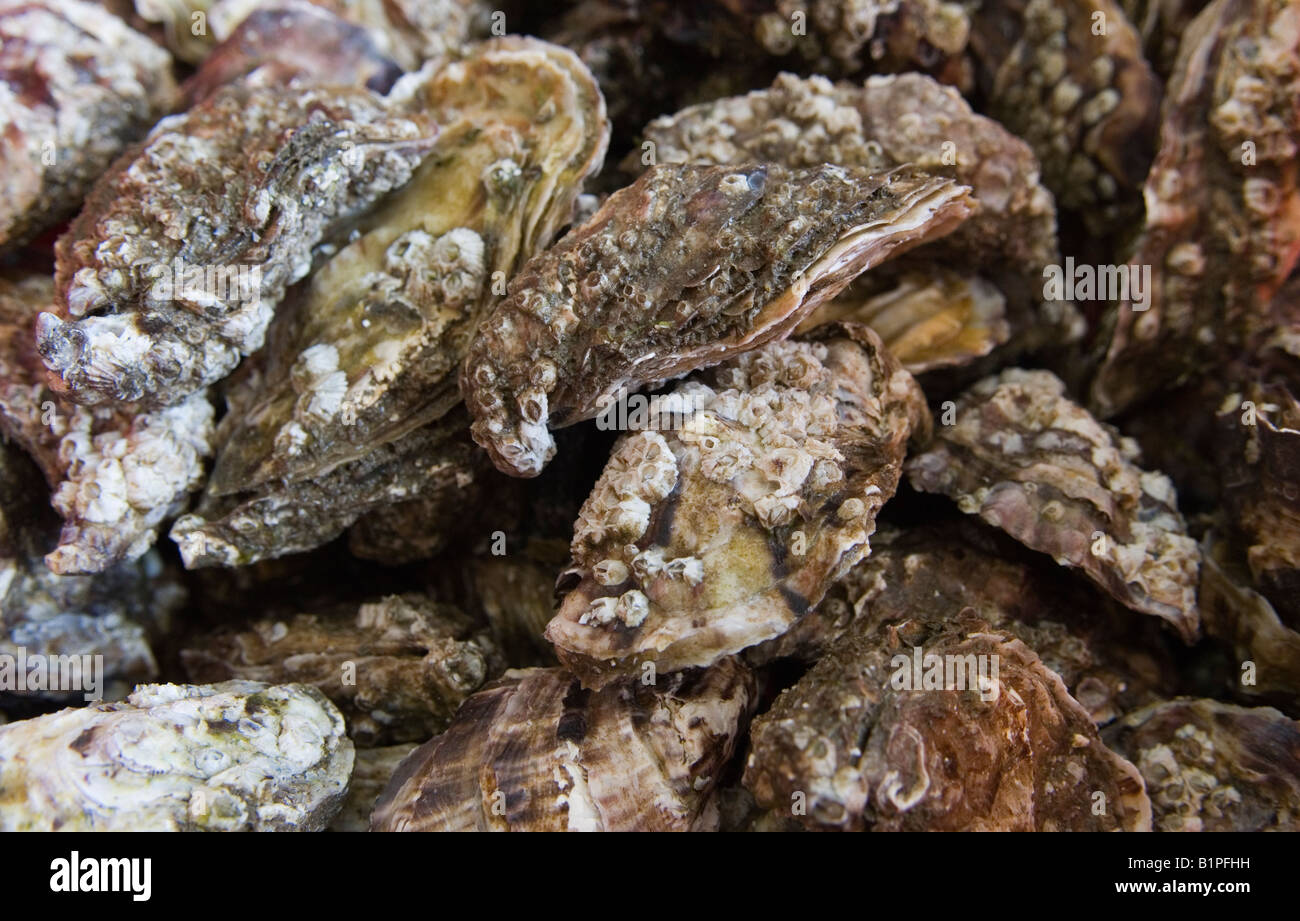 Whitstable Austern aus der Nähe britischer Muschelfische. Kent, England 2007 2000er Jahre, UK HOMER SYKES Stockfoto