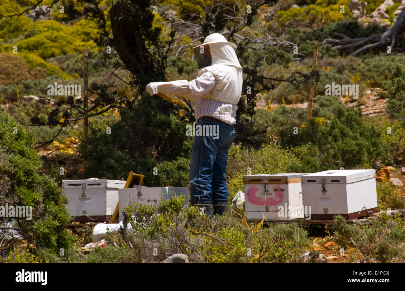 Bienenzucht in Landschaft in der Nähe von Malia auf der griechischen Mittelmeer Insel von Kreta GR EU Stockfoto