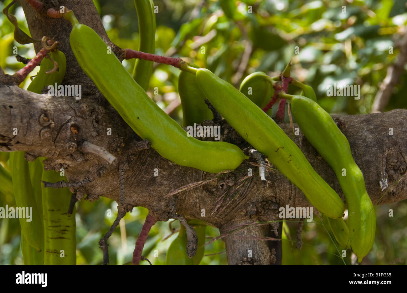 Carob tree ceratonia siliqua on Fotos und Bildmaterial in hoher