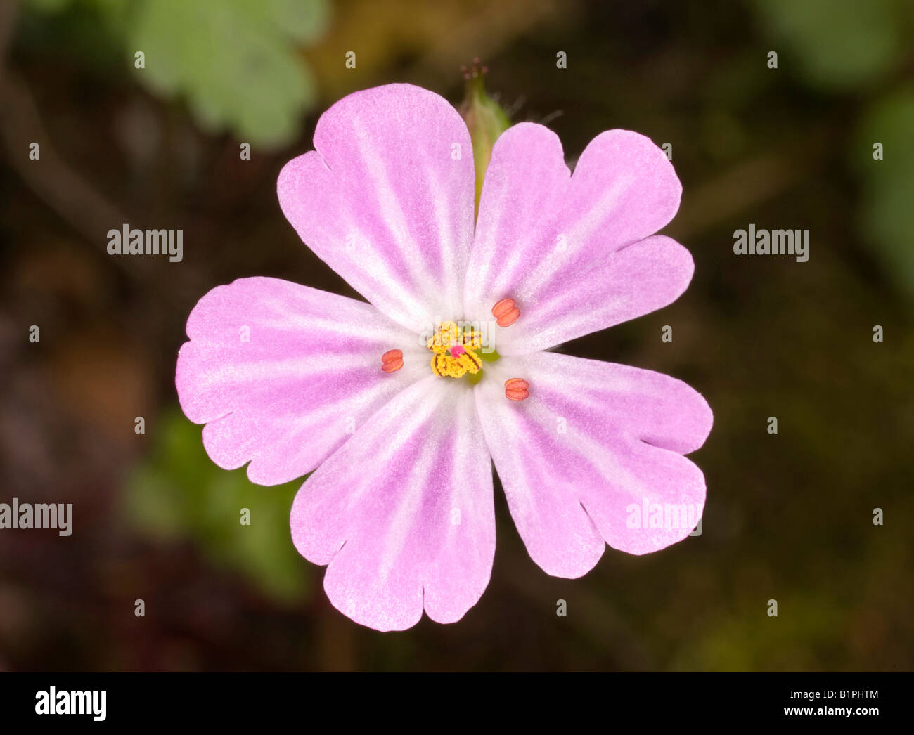 Robert Kraut / Geranium Robertianum Blume Stockfoto