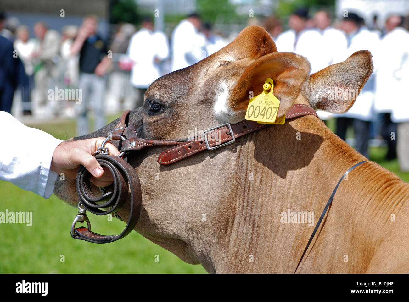 eine Kuh, geführt in den Showring am royal Cornwall Show, Wadebridge, Cornwall, uk Stockfoto