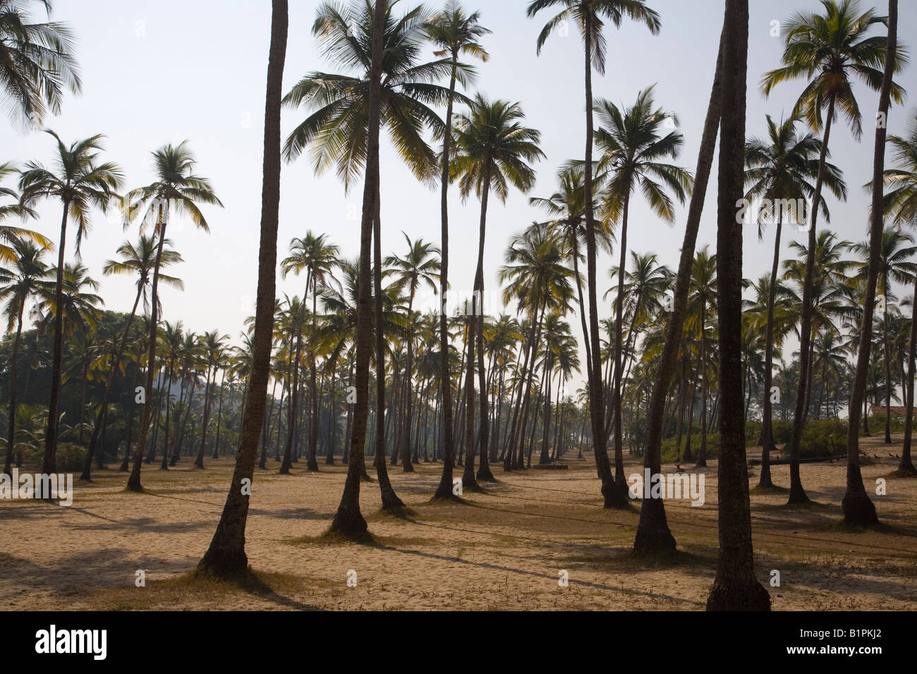 Indien Goa Arambol Palmenhain Bäume Kokospalmen-2008 Stockfoto