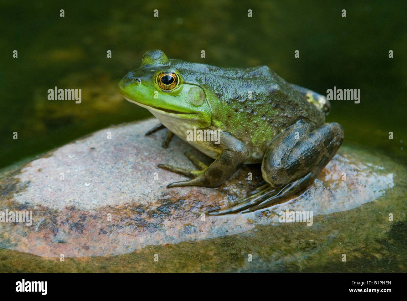 Green Frog Rana clamitans auf Rock im Osten der USA sitzen Stockfoto