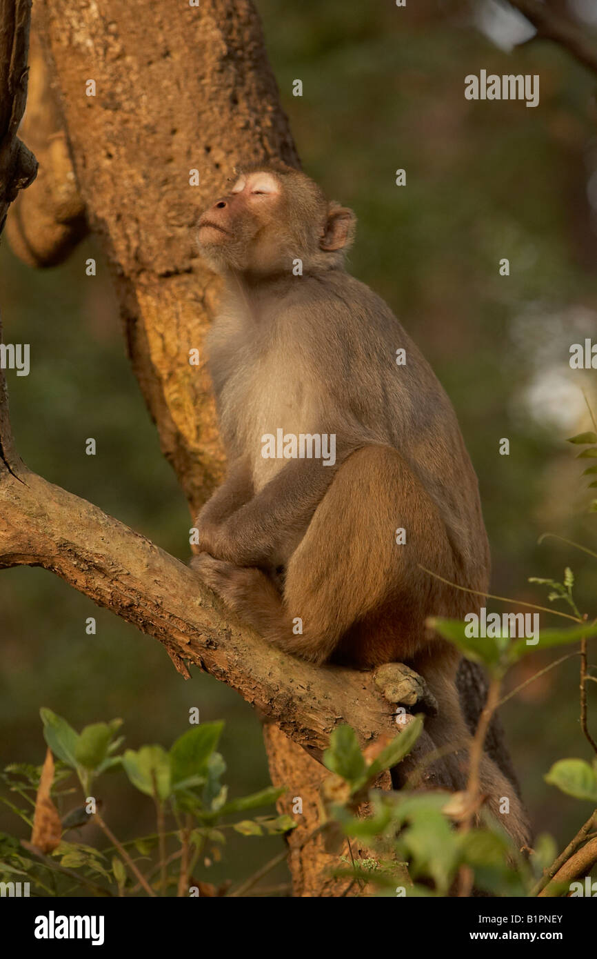 Rhesus-Makaken Macaca Mulatta Corbett Nationalpark Indien Stockfoto