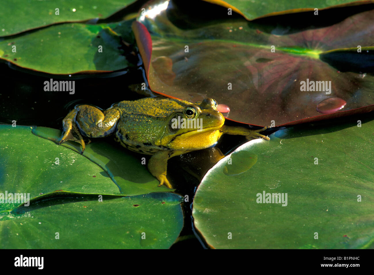 Ochsenfrosch Rana Catesbeiana auf Lilypad Osten der Vereinigten Staaten Stockfoto