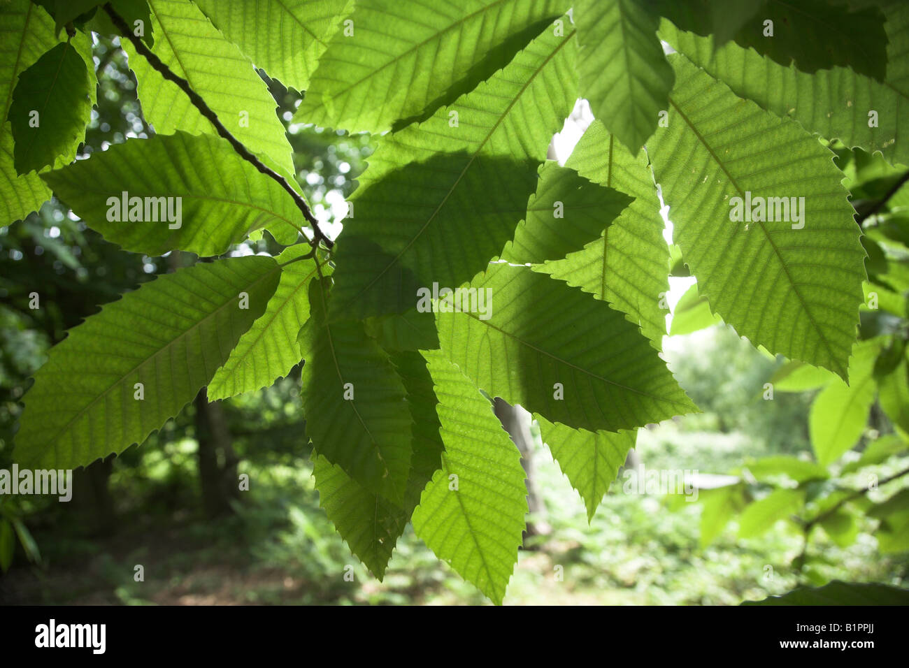 Castanea Sativa Edelkastanie - Blätter Sonne durch suggestive der Photosynthese Stockfoto