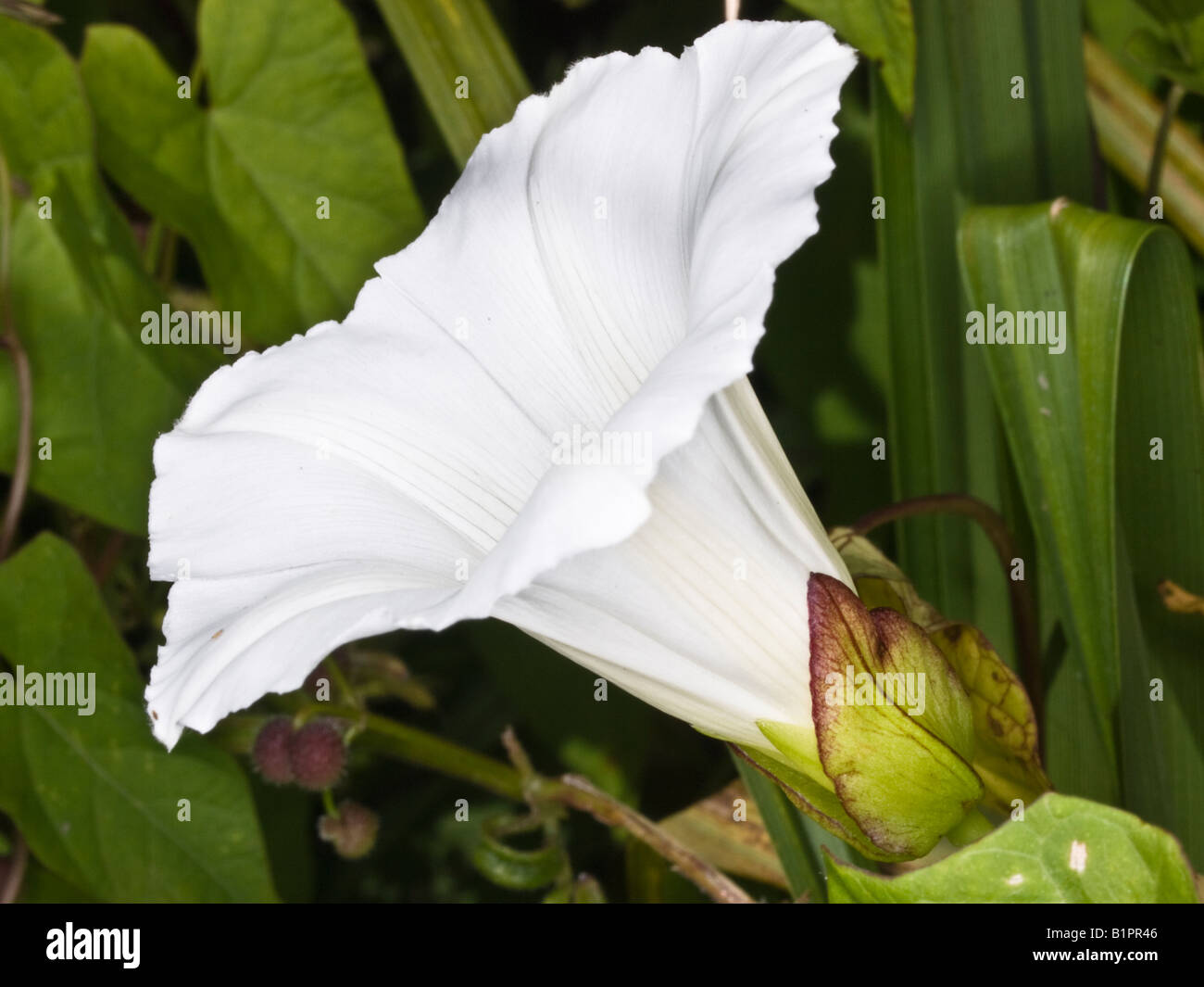 Hecke Ackerwinde Calystegia Sepium (Convolvulaceae) Stockfoto