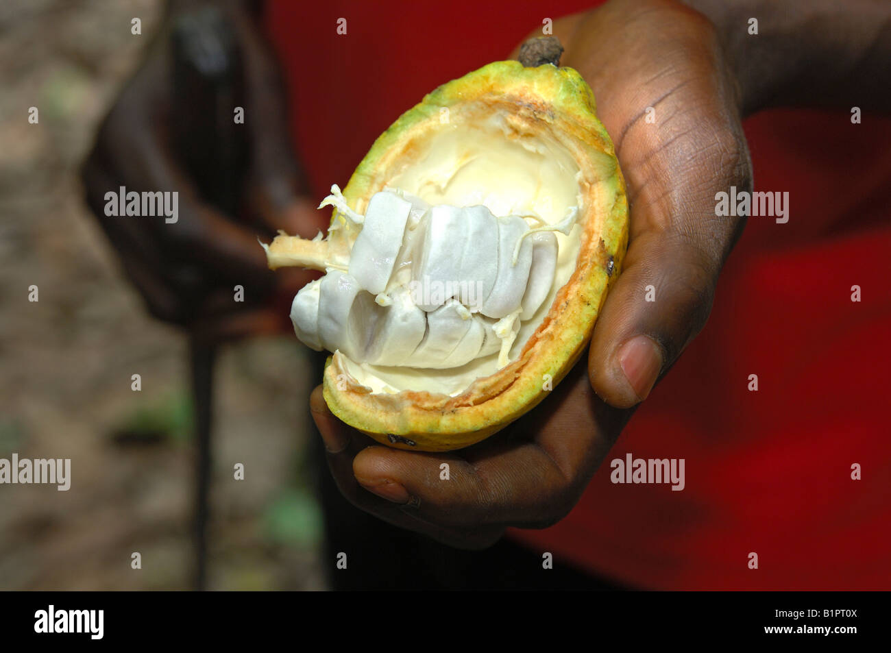 Geöffnet, Kakao-Frucht, Theobroma Cacao, Samen fallen unter ein weißes Fruchtfleisch, Mampong Ghana Stockfoto