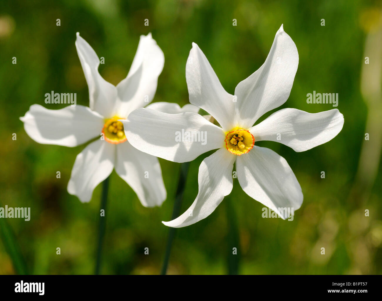 Poet s Daffodil, Narcissus poeticus, Les Avants, Schweiz Stockfoto