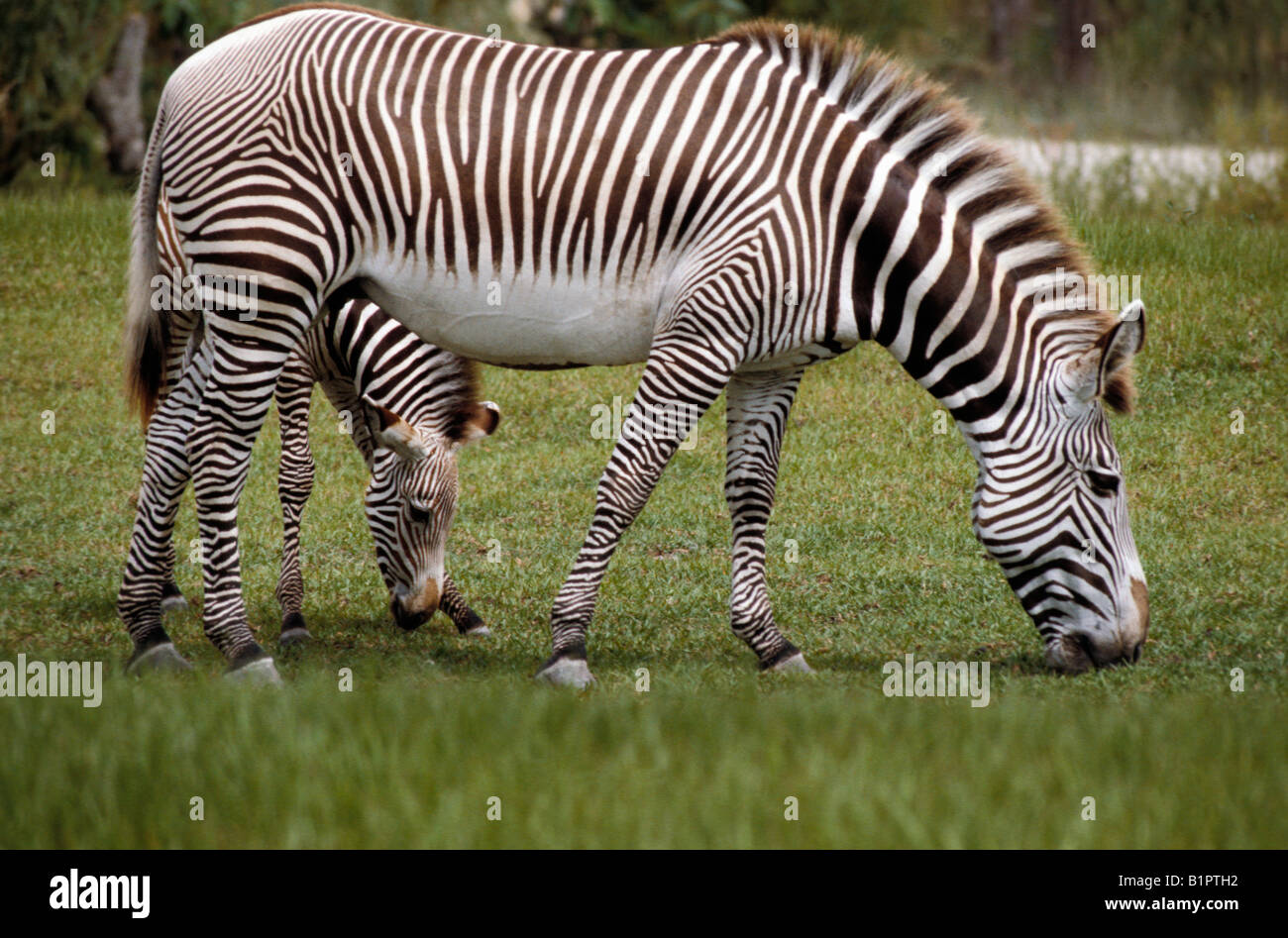 ZEBRE de Gevy Grevy s Zebra und Fohlen Samburu National Reserve Kenia Equus Grevyi Mutter Pflege Fohlen Afrika afrikanische Essen isst Stockfoto