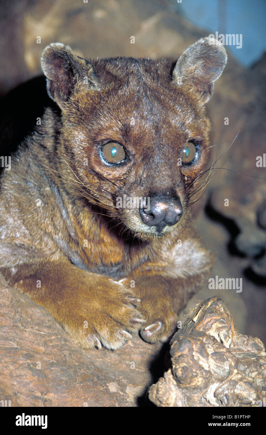 Fossakatze Fossa Cryptoprocta Ferox männlichen Madagaskar Tiere Fleischfresser Fossas Säugetieren Raubtiere Saeugetiere Schleichkatzen Tiere Stockfoto