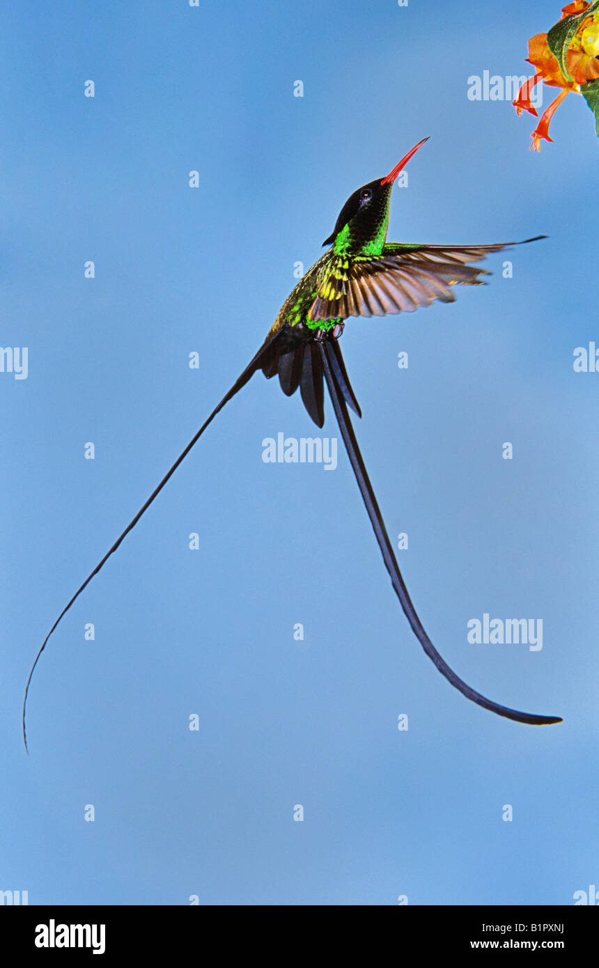Rotbilled Streamertail Kolibri Trochilus Polytmus Männchen ernähren