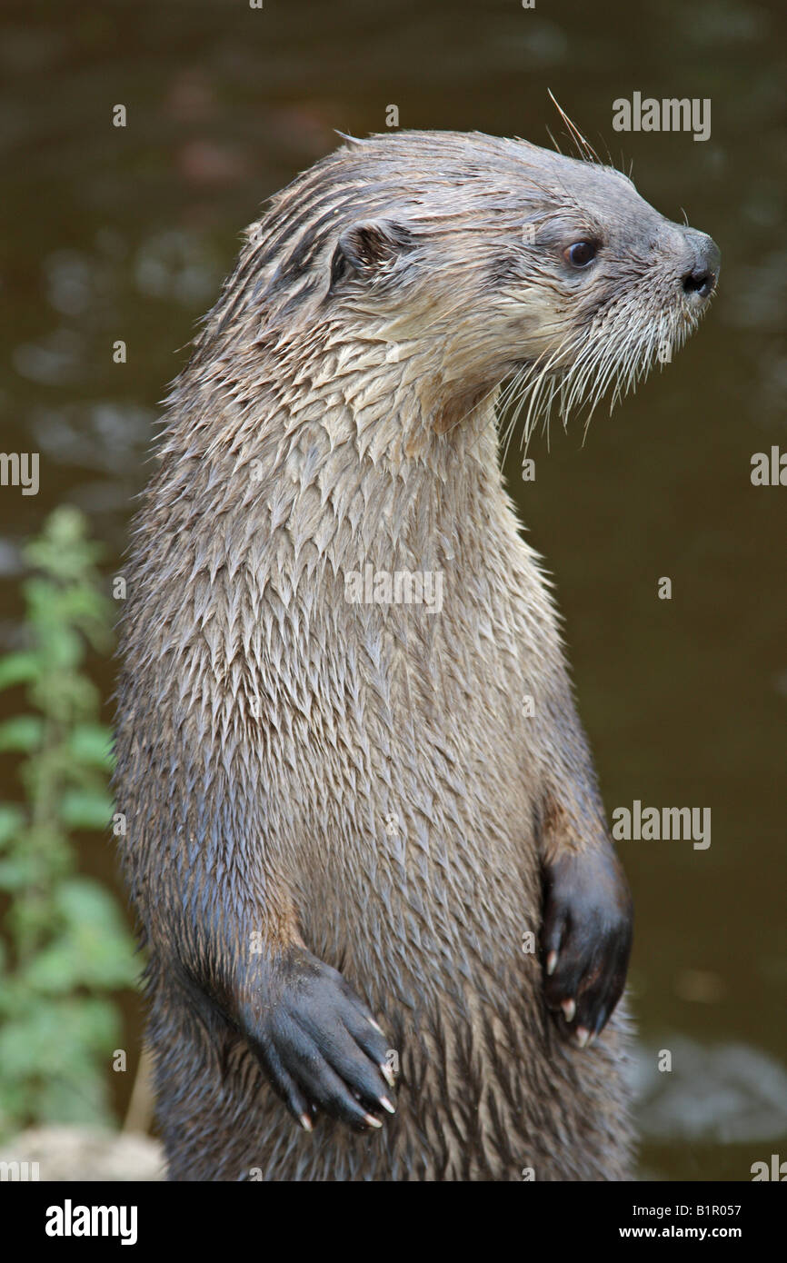 FISCHOTTER LUTRA LUTRA VORDERANSICHT HINTERBEINEN STEHEND Stockfoto