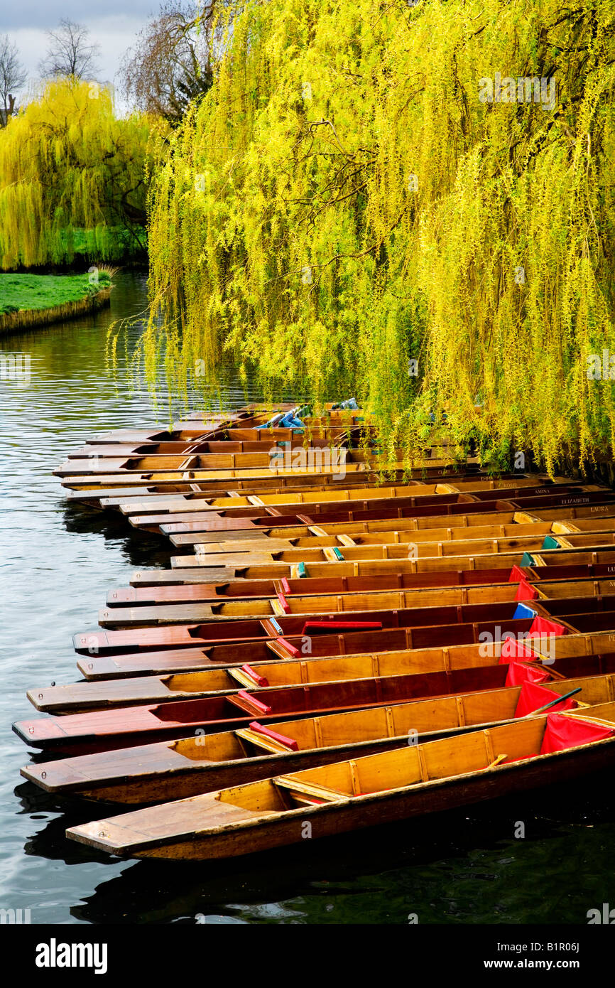 Stocherkähne gefesselt am Ufer des Flusses Cam unter einem Baum Trauerweide in Cambridge, England, UK Stockfoto