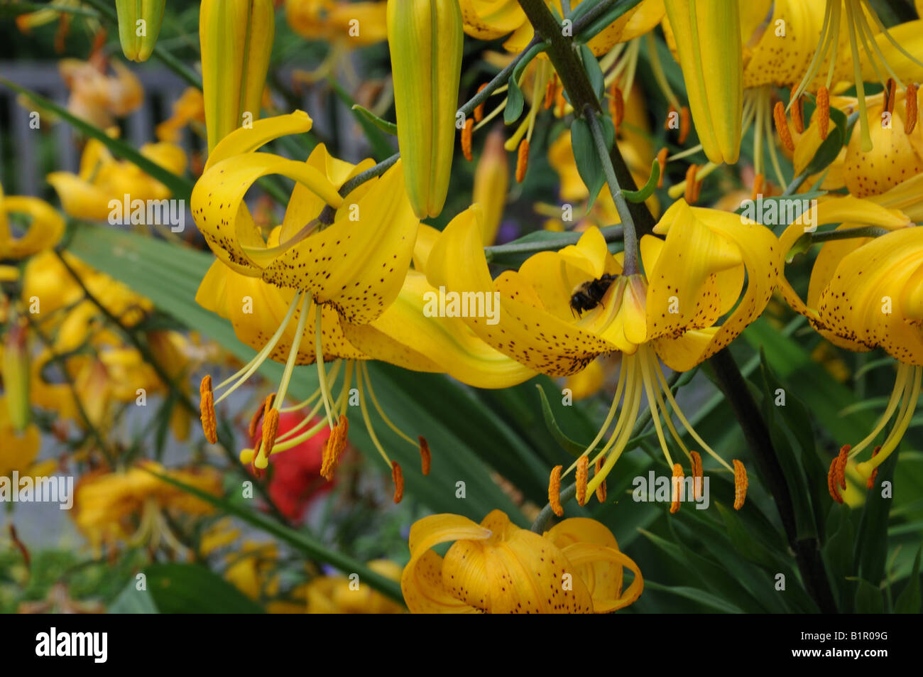 Lilium Citronella ist eine Hybrid-Lilie, die ihren in Asien Ursprung. Diese Pflanze wächst in Battery Park City Garten. Stockfoto