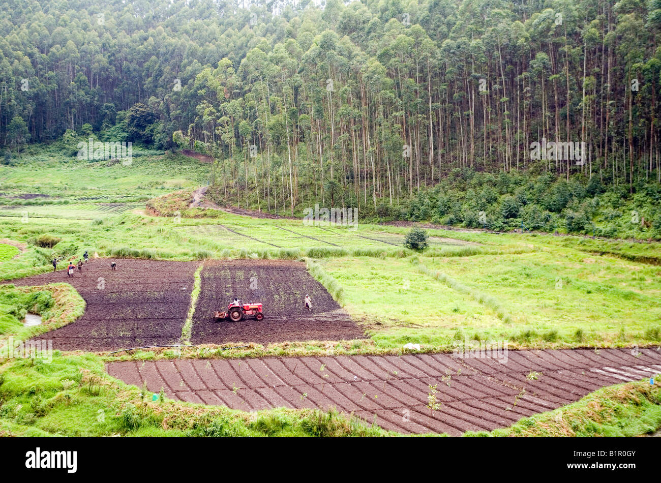 Mechanisierte Vorgänge in einem Feld in der Nähe von Plantage Silver Oaks am meisten bevorzugten Laubbaum-Arten in Munnar-Teeplantagen Stockfoto