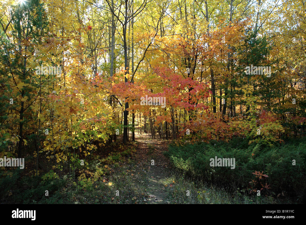 WALDWEG IN FALLEN IN DOOR COUNTY WISCONSIN NAHE ELISON BAY Stockfoto