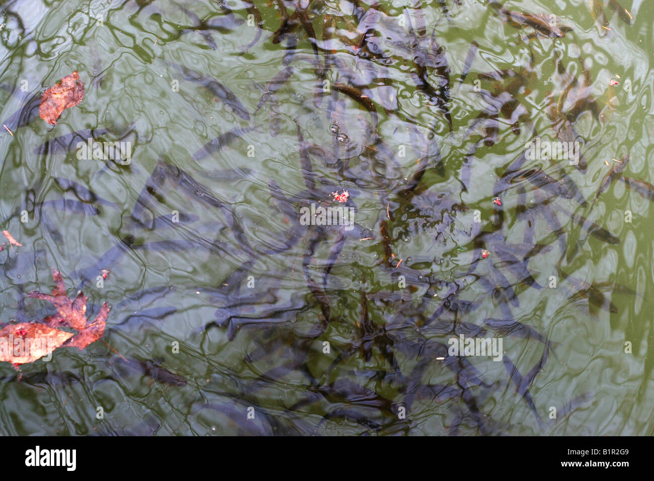 Eine Gemeinschaft von Fische schwimmen unter der Oberfläche des Wassers Stockfoto