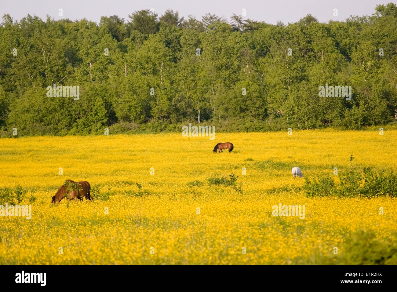 Ein Pferd ist in ein Blumenfeld bedeckt Weiden, während die Sonne zu setzen, auf Sachalin, Russland gestartet wird. Stockfoto