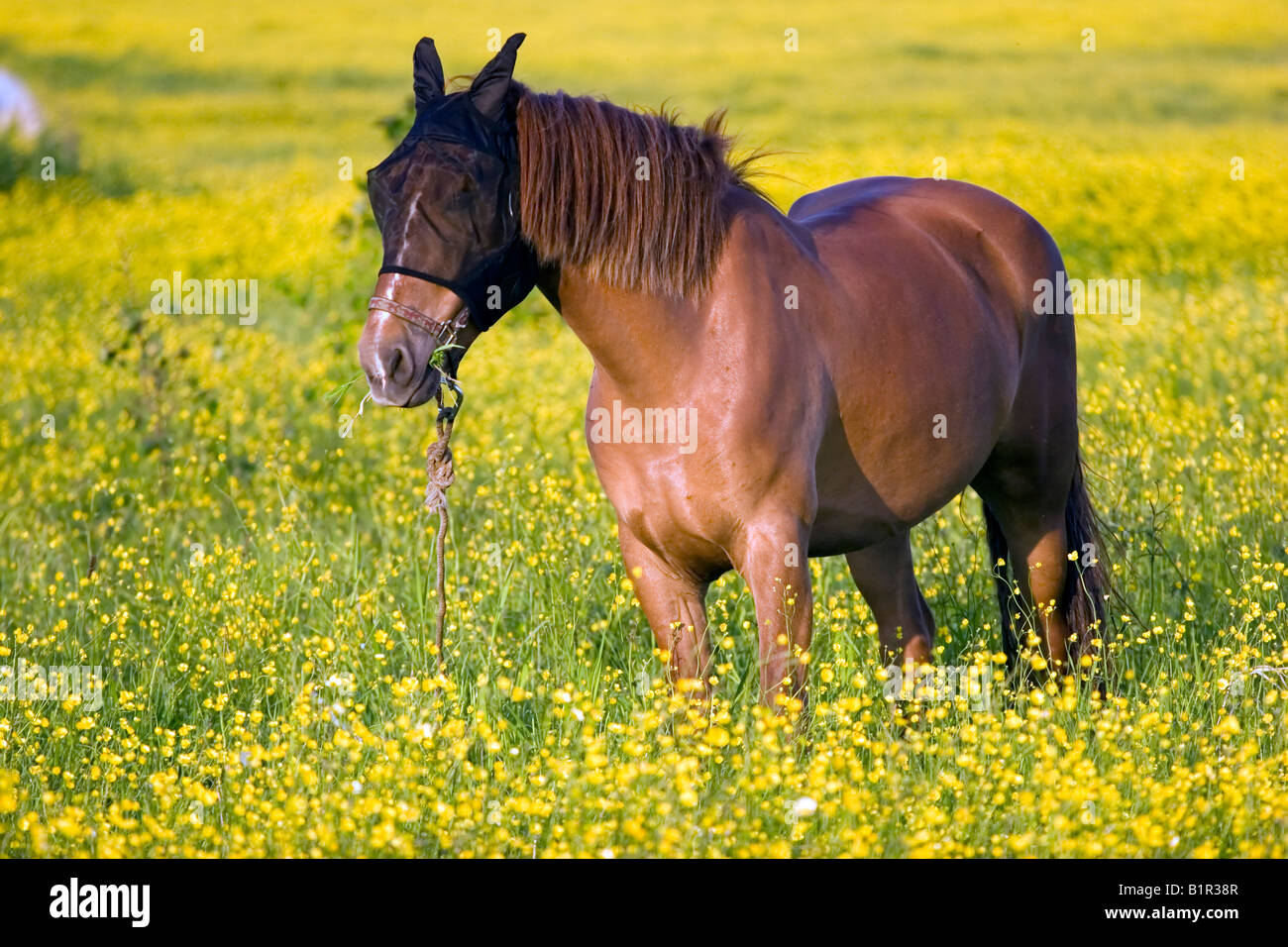 Ein Pferd ist in ein Blumenfeld bedeckt Weiden, während die Sonne zu setzen, auf Sachalin, Russland gestartet wird. Stockfoto