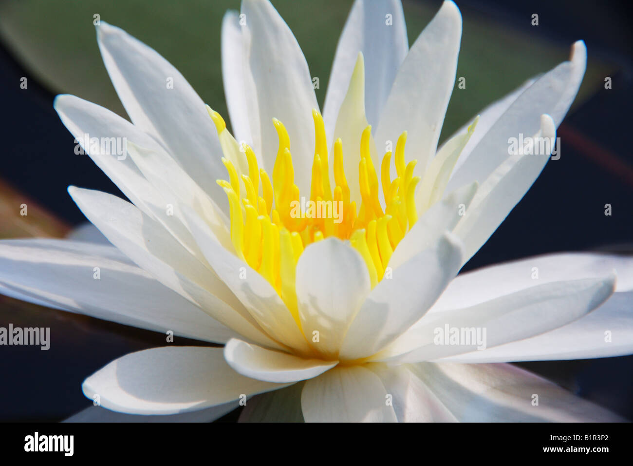 White Water Lilly Nymphaea Lotus blüht im See Marion South Carolina auch bekannt als White Lotus Stockfoto